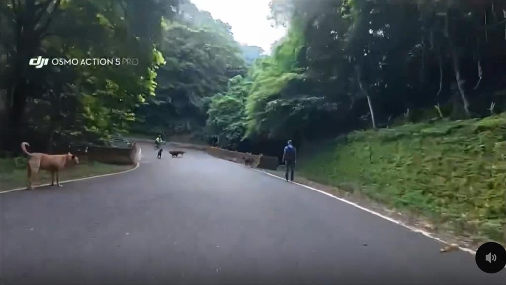 山路遛狗沒繫牽繩！　「狗狗路霸」害鐵馬車友慘摔