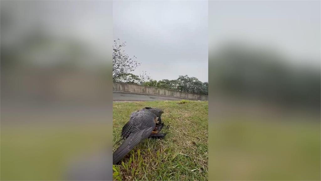 俯衝時速破300公里！　飼主PO文協尋一級保育類「遊隼」