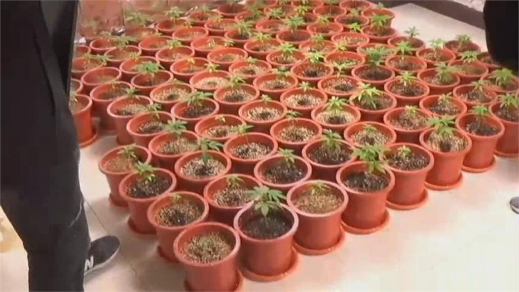 透天厝成大麻種植廠 北市警南下高雄攻堅逮人