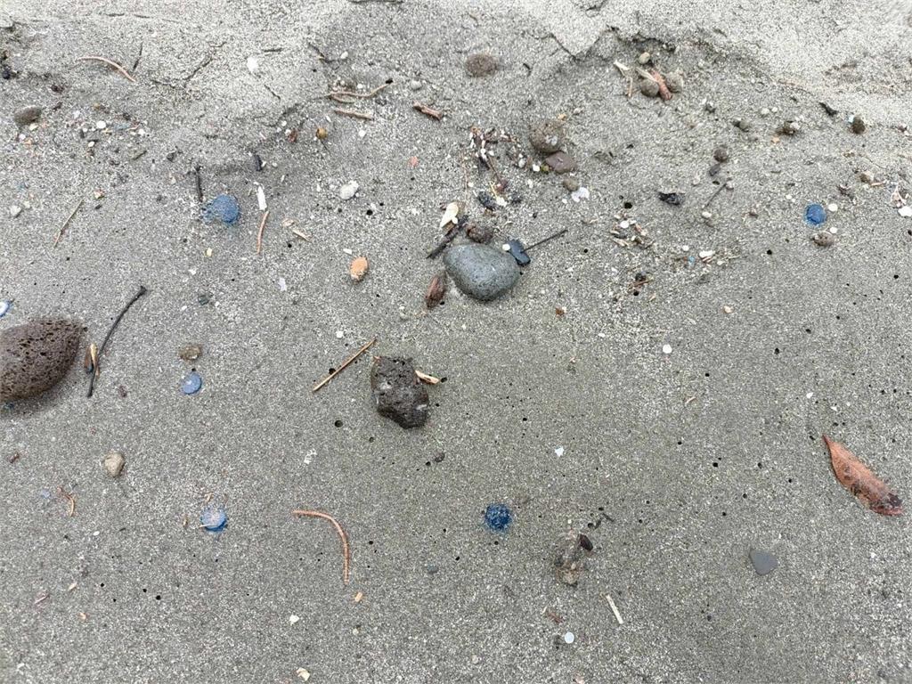 僧帽水母現蹤台東海灘　不慎碰觸中毒恐過敏性休克