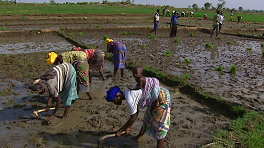 【Taiwan Can Help】結交幫誼不靠拳頭 台灣人在荒漠締「綠色奇蹟」