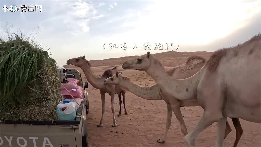 台妞獨遊中東體驗沙漠生活　「半夜出現奇怪聲音」來源竟是牠