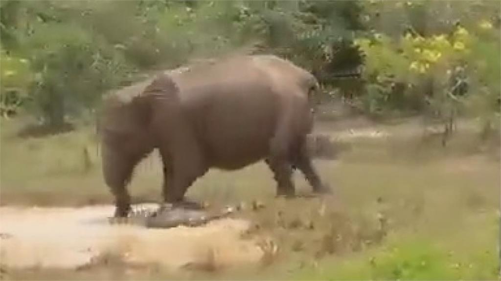 母愛的偉大！小象遭巨鱷猛咬　象媽媽「暴怒狂踩」驚險影片曝光