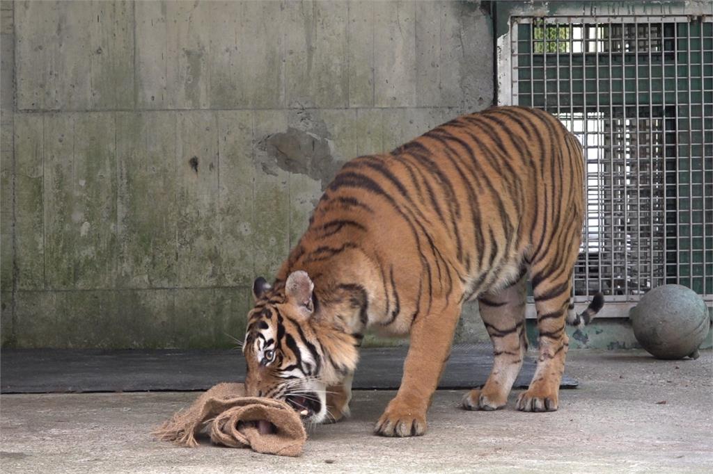 快新聞／畫面曝！馬來虎出閘台北動物園　小朋友嗨喊：我看到老虎了