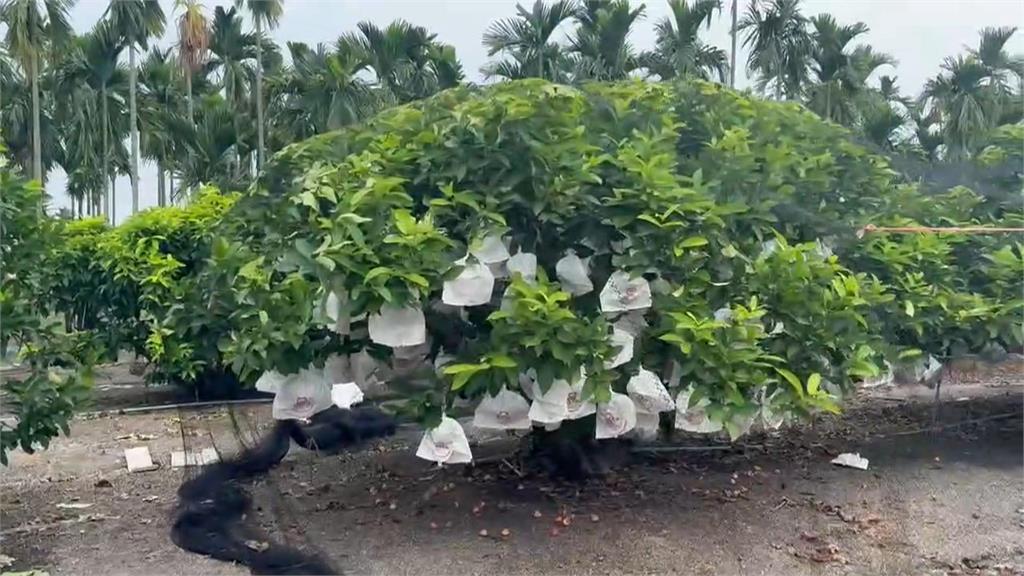 鳳凰颱風升級「中颱」！　最快週一發布海警、不排除恐從中部登陸