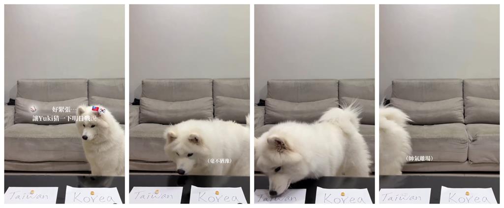 經典賽／台灣隊2勝2敗「4局預測全命中」！網紅薩摩耶吸百萬人朝聖：台灣神犬