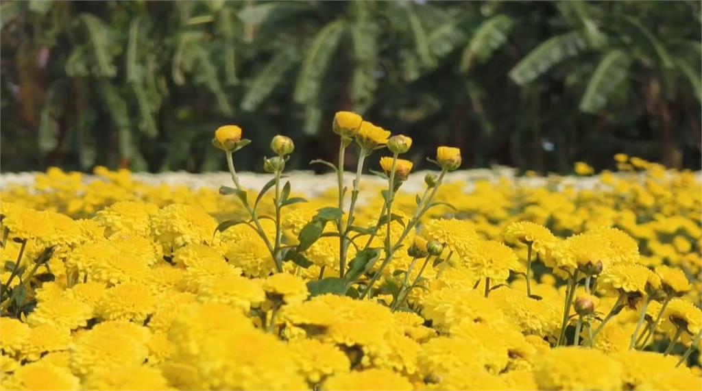 杭菊生活節登場！颱風蟲害產量少五成　仍有花可賞