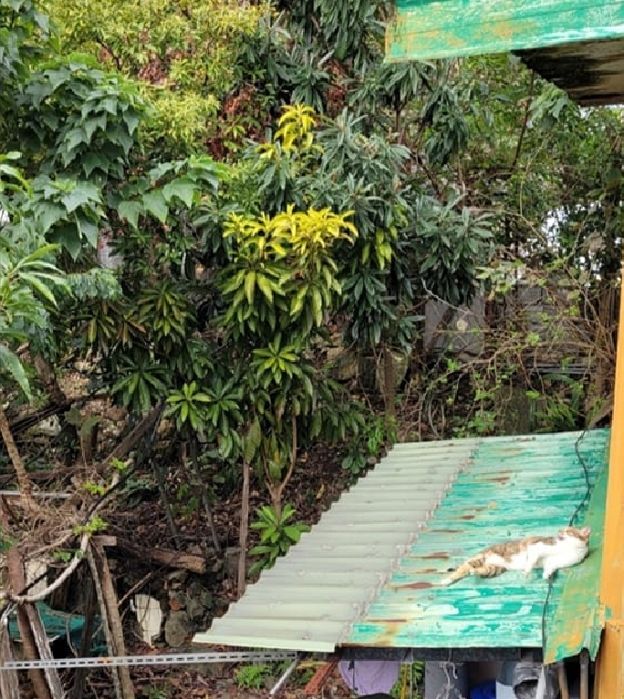 她為救流浪貓「擅闖鄰居屋頂」!網看照片秒改風向:彭小姐是對的