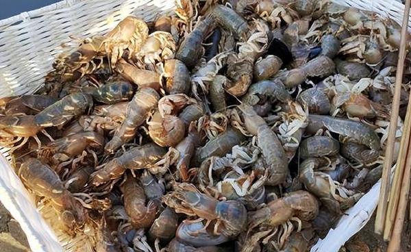 姜太公釣魚？中國山東海灘佈滿大量海鮮　居民狂撿數十斤活蝦、海腸！