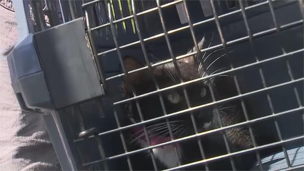 加州動物庇護所涉不當照護？ 人道協會出動救援