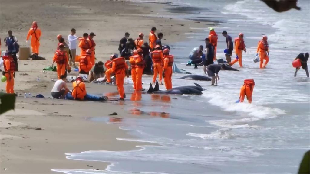 集氣！屏東車城11隻小虎鯨集體擱淺　4死7搶救中