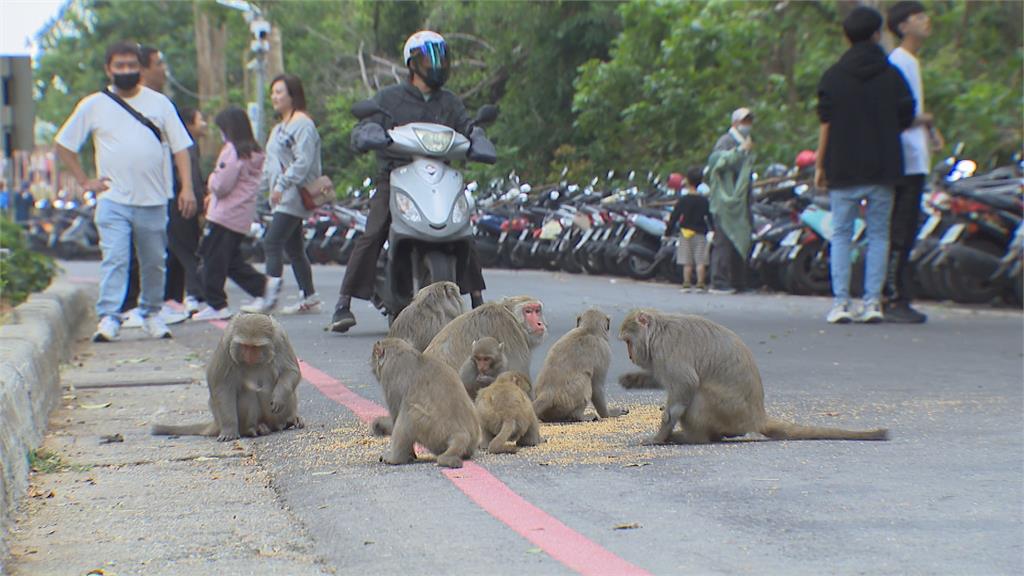 猴厲害!壽山獼猴群洗劫機車 外地遊客目擊敏捷行動全驚呆
