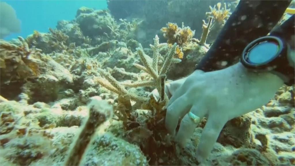 拯救垂死珊瑚! 潛水夫以廢棄水管搭建托育樹
