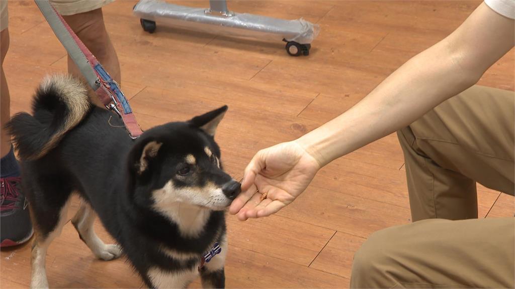異言堂／毛小孩的處方箋！動物輔助治療成效佳