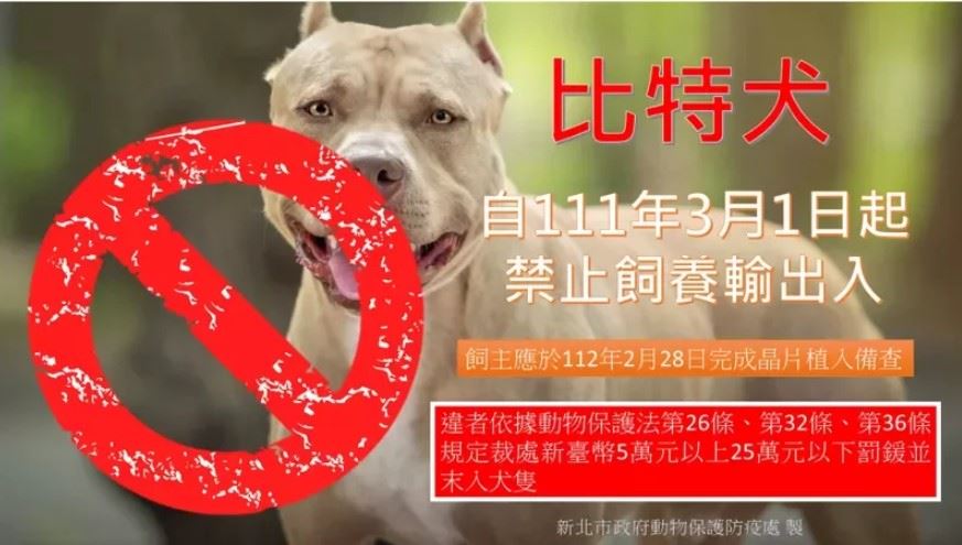 快新聞／新北比特犬咬死流浪貓！　飼主遭重罰4.5萬元