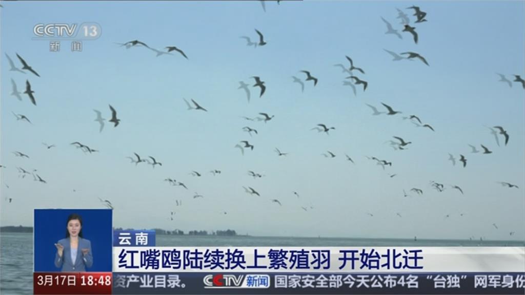 紅嘴鷗春天遷徙中國雲南撫仙湖 遊客為拍照「強抓」惹議