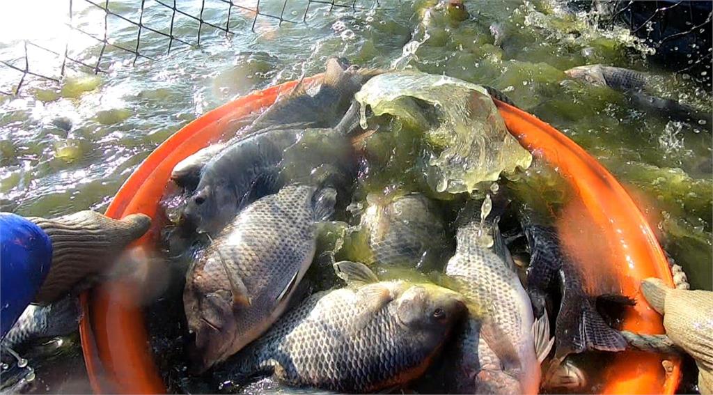 異言堂(影)／別再誤會牠了　吳郭魚早已「身價翻倍」　台灣鯛蛋白質高又低脂