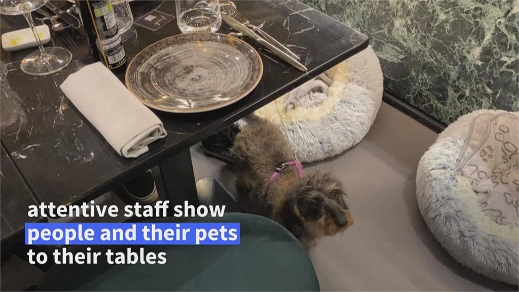 義大利第一間狗狗餐廳開張　一餐700元台幣