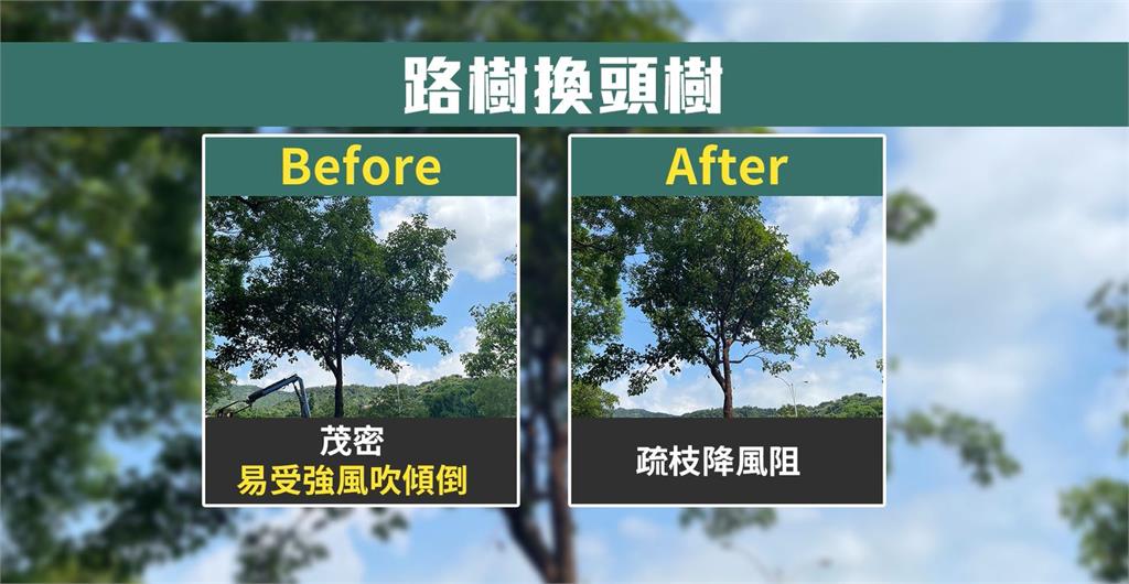 防巴威重演蘇迪勒3千棵路樹倒伏! 北市公園處全面修剪