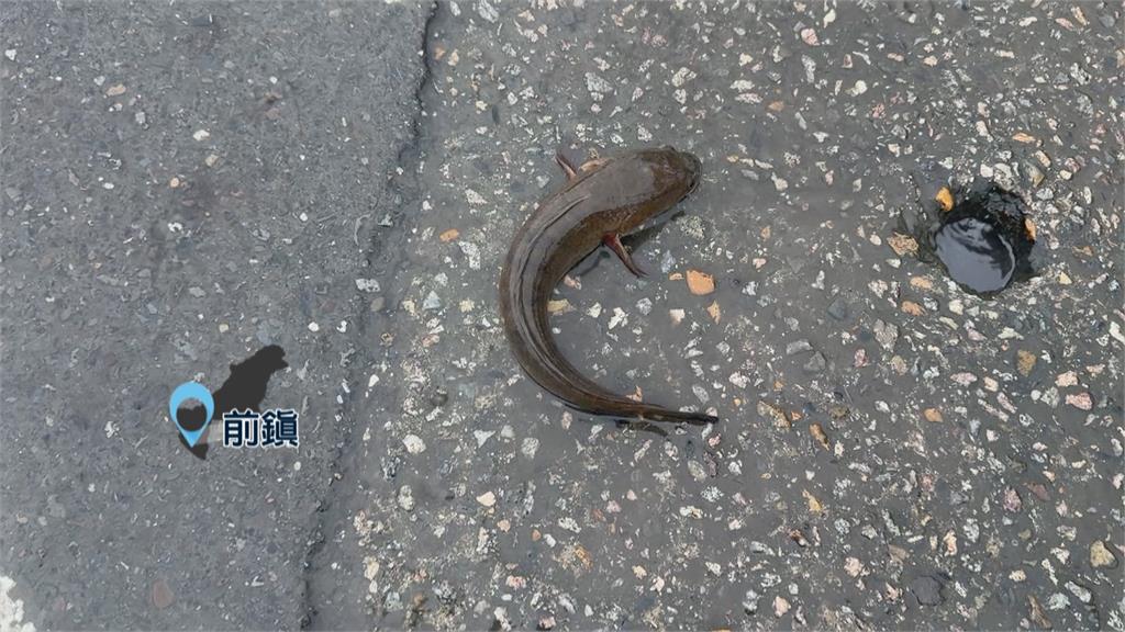 瞬間豪雨! 高雄多處積淹水 部分路段水深一度破20公分