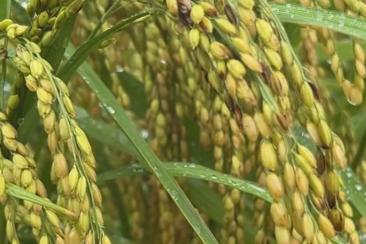 連日豪雨！台東50年老屋坍塌　太麻里溪暴漲