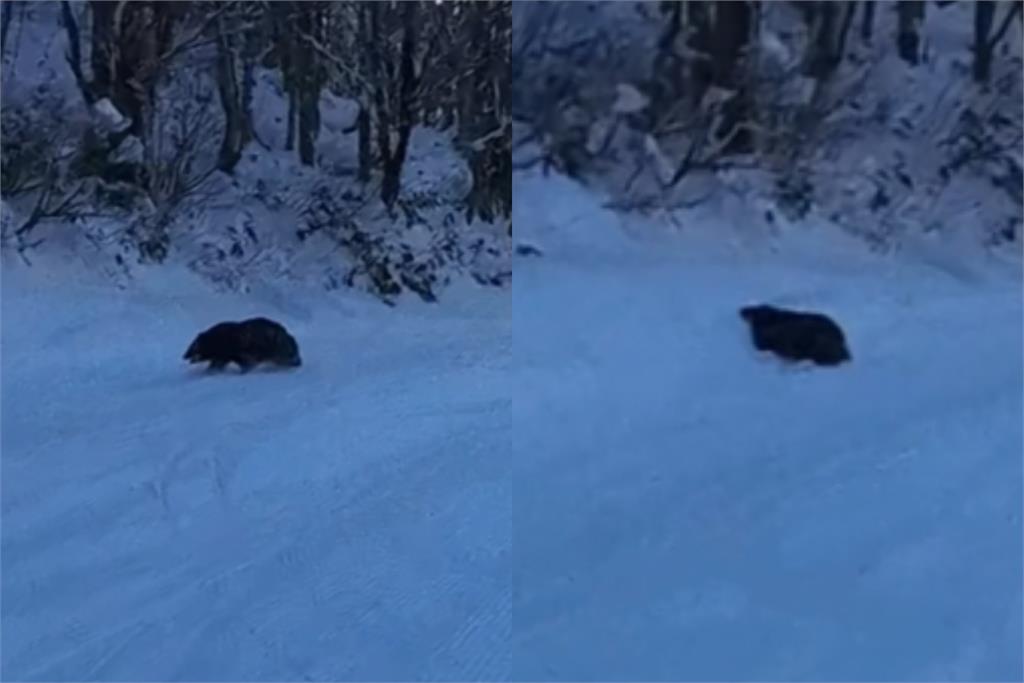 日本滑雪選手突遇黑熊「埋伏追擊」影片曝！網急教必殺技：←↙︎↓↘︎→＋弱踢