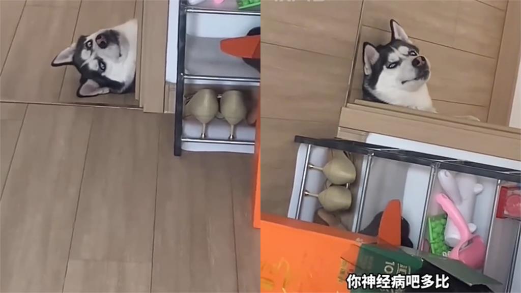 哈士奇「躺地裝死」被抓包!飼主怒罵「你神經病啊」牠狂點頭…超神畫面網嚇傻