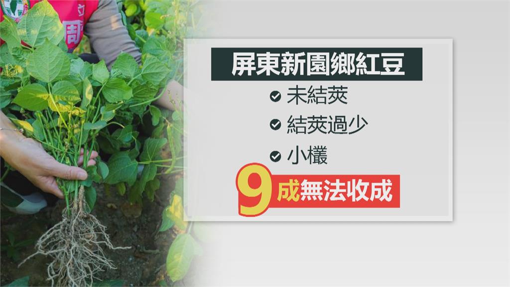 紅豆盛產季將至 屏東傳出「無法收成」災情