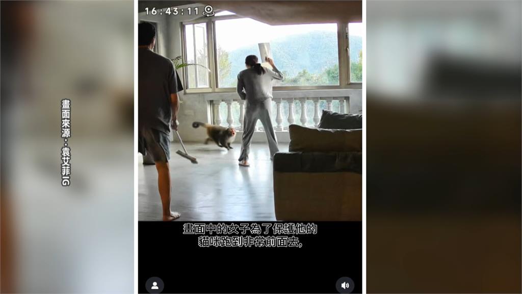 遭猴子三度闖入　袁艾菲新店美宅頻受干擾