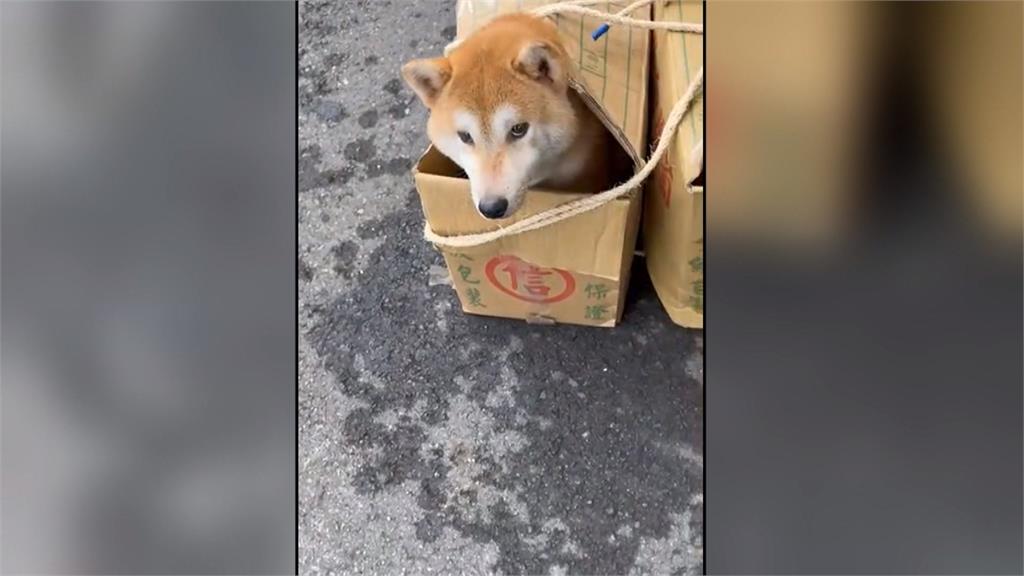新竹10多隻柴犬遭丟棄路邊!警方以車追人開罰女子41萬5千元