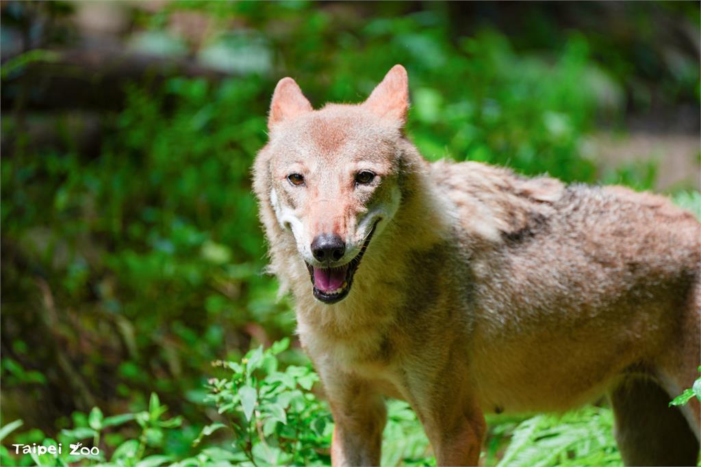 「蘿拉」突爆病逝！蔡阿嘎「猛曬1圖急發聲」網一看細節嚇爛：差點…