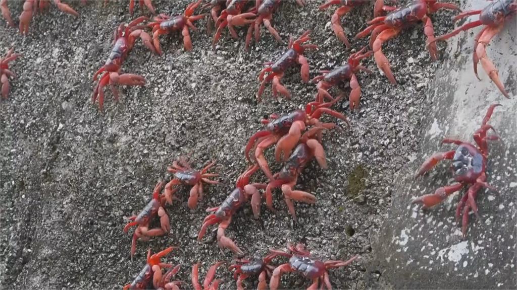 澳洲西澳耶誕島 紅蟹繁殖大軍佔領馬路鑽進家戶