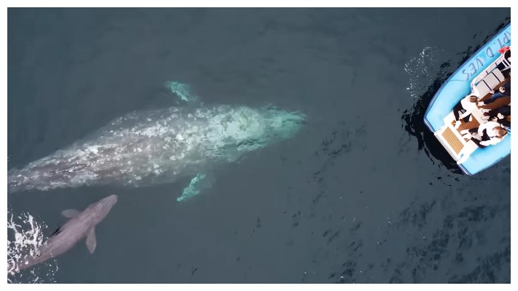 25年來第一次！賞鯨船幸運見證灰鯨分娩瞬間…母子調皮互動全錄下