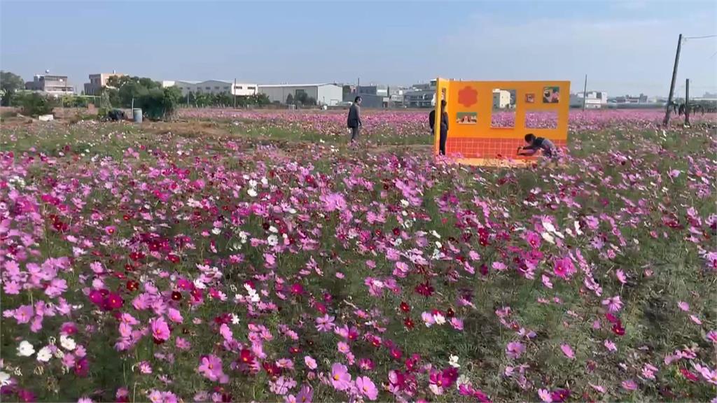 夢幻美景結合特色市集 嘉義花海生活節浪漫登場