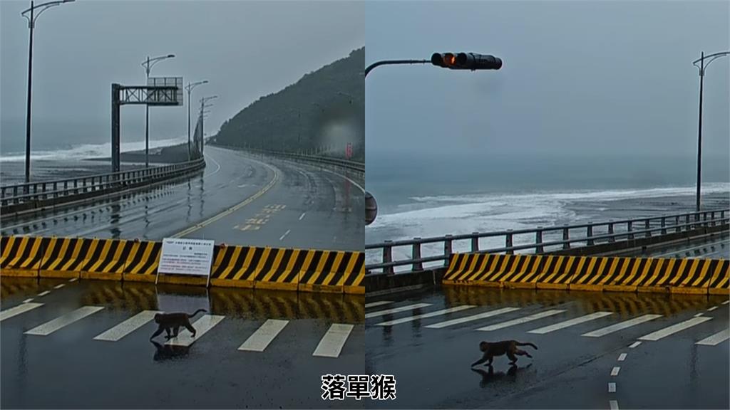 「一群猴子」竟直衝台東金崙大橋觀浪！「驚險畫面全被拍」網笑了：是真猴