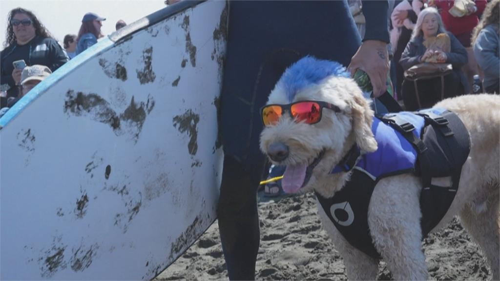 咬衝浪板急奔向大海　狗狗衝浪大賽加州登場