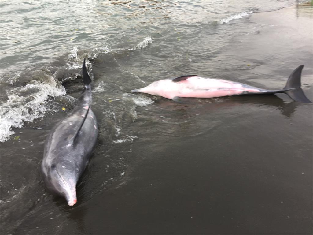 快新聞／八里3隻「糙齒海豚」擱淺　1母海豚懷孕將迎新成員