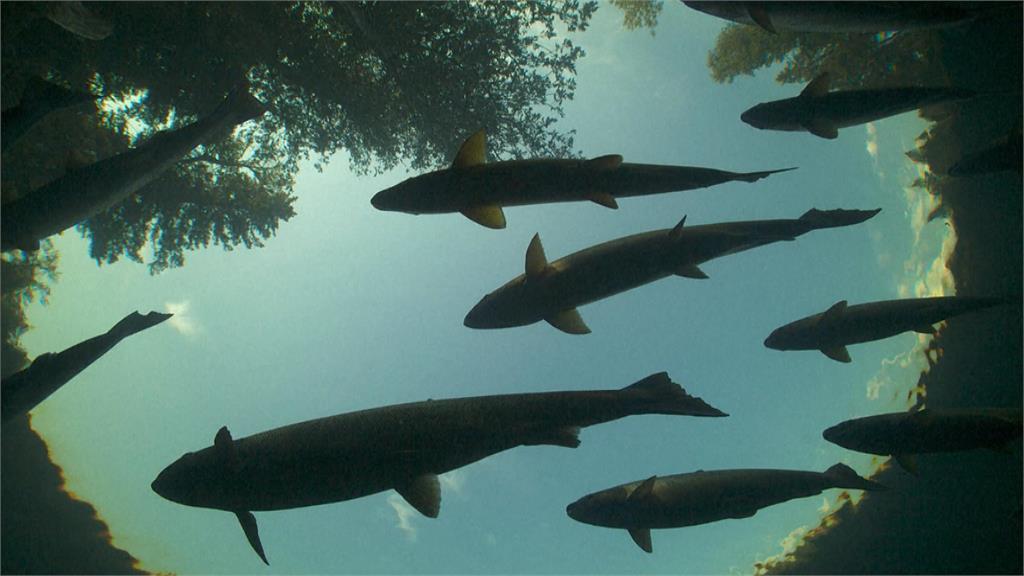 氣候變遷！大西洋鮭魚變近危物種　專家：別放棄！復育還是有成果