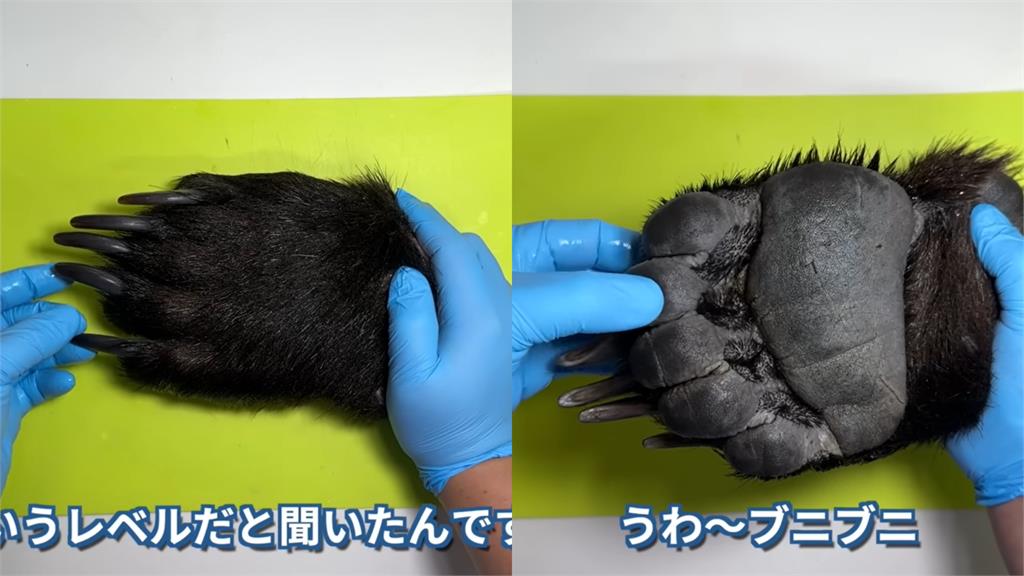 日男拍「紅燒熊掌」試吃喊:像牛肉!完整製作過程曝光…網驚見「1恐怖」片段