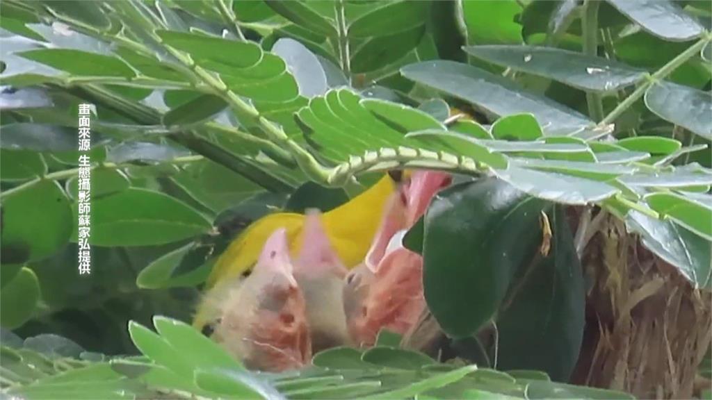 珍貴畫面!二級保育鳥類黃鸝育雛 嘉義鳥友驚喜記錄