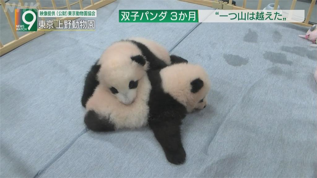 日本貓熊龍鳳胎將滿三個月大　萌樣擄獲人心