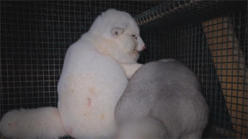 毛皮貿易動物慘受害 芬蘭動保團體揭養殖場狐狸「抓門想逃」慘況