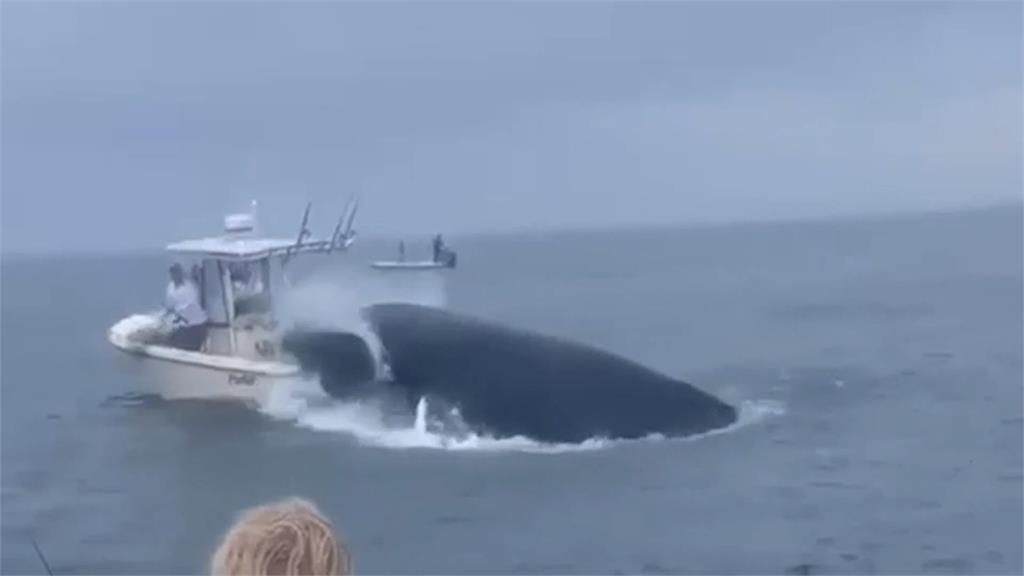 驚險全都錄！　大鯨魚掀翻船、2釣客獲救高呼奇蹟