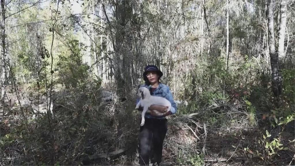 智利防野火新法寶　「消防山羊」吃灌木減少助燃物質