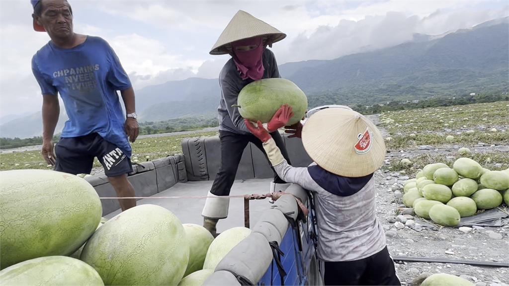 盤商挑三揀四收購價對半款　花蓮西瓜農上網自銷