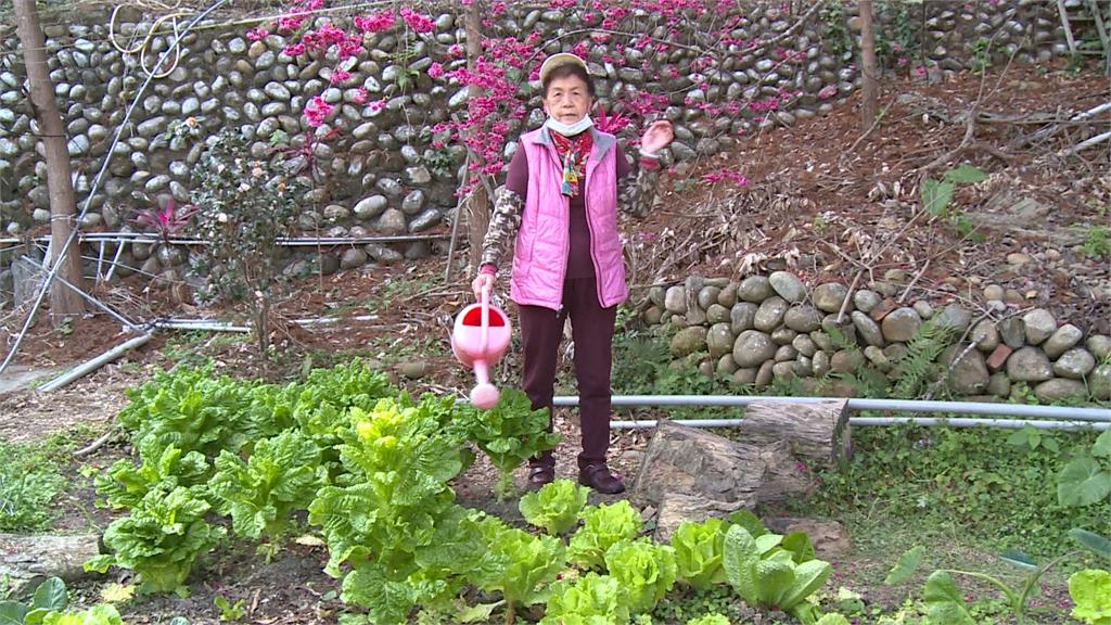 櫻花林驚見四顆大菜瓜 漏網之「瓜」藤蔓攀上樹