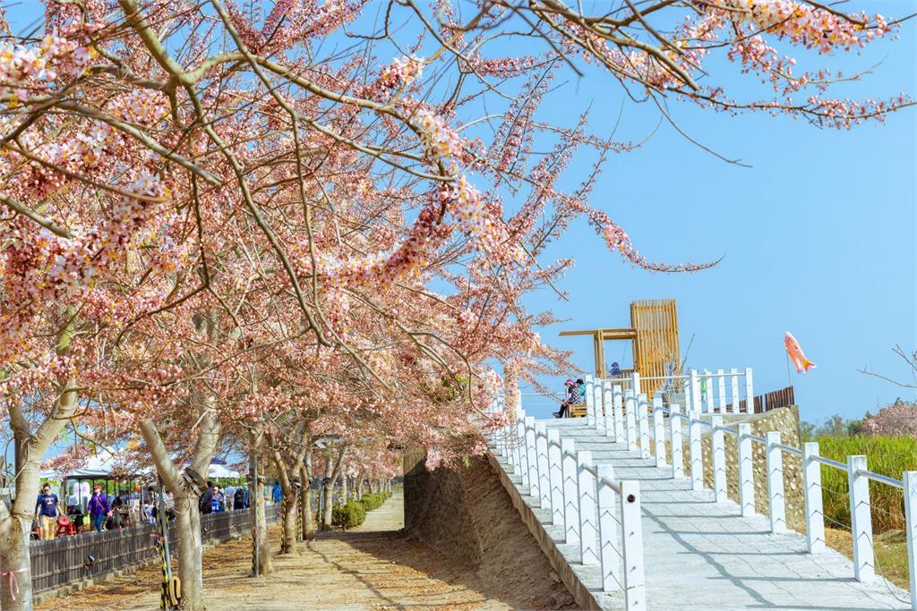 臺南春季花盛開 黃偉哲邀大家來將軍拔紅蘿蔔賞木棉