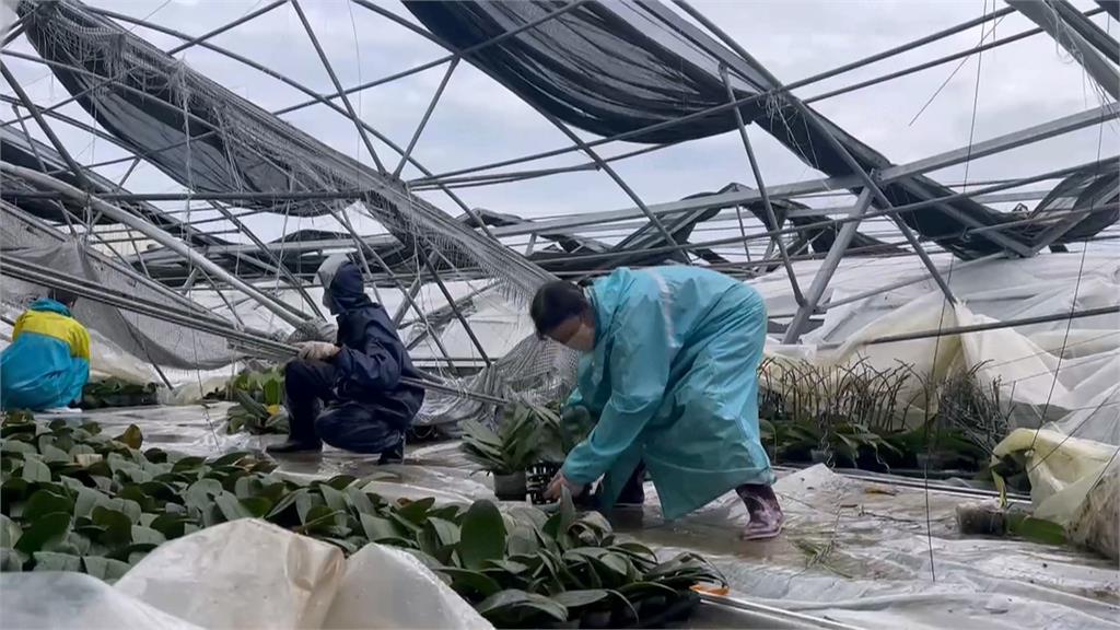 台南北門蝴蝶蘭農場受損　蘭花受損慘重復育路漫長