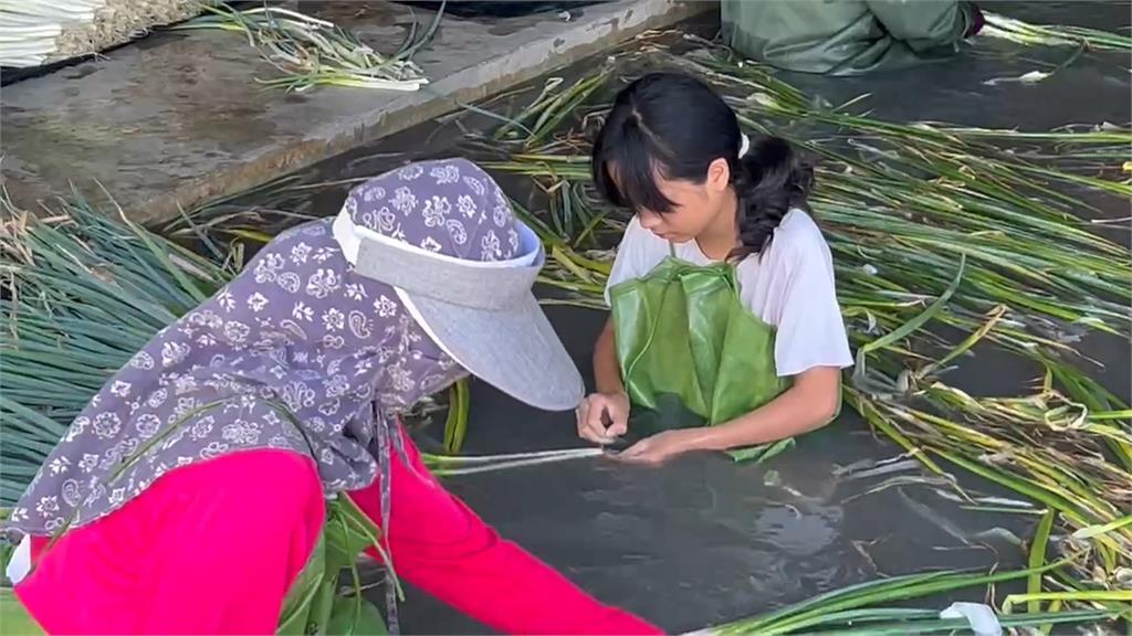 蔬菜產量還沒恢復颱風又要來　婆媽化身「菜價博士」精打細算