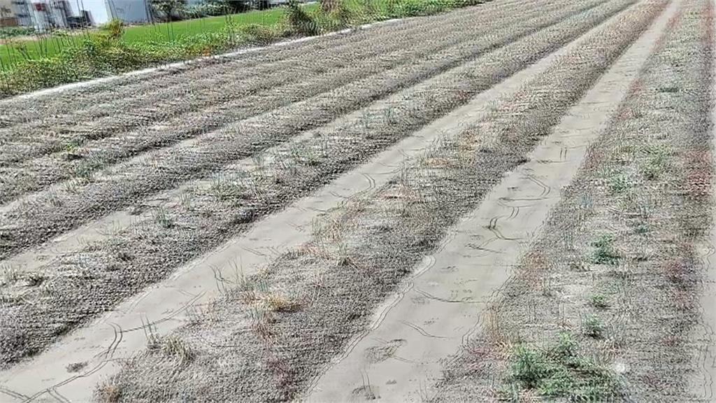 青蔥飆漲至一公斤400元　　彰化蔥田連續水災種嘸蔥
